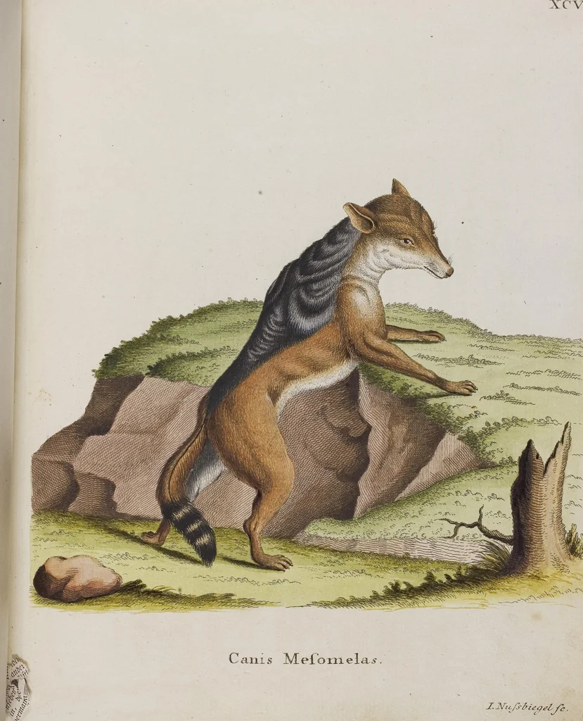 An illustration from (Tafelband 1): Theil 1 - 3 und Supplement 1 u. 2: Taf. I - CLXV, 1775, leaf 205