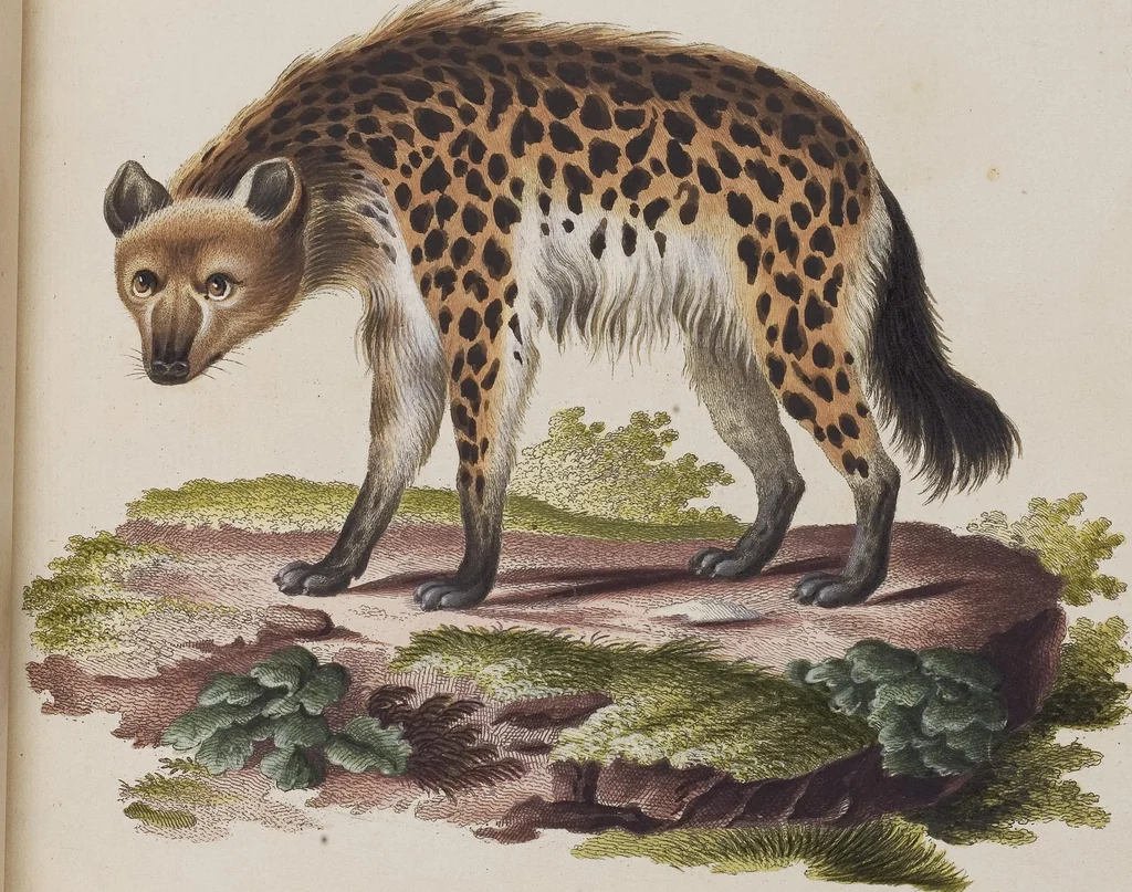 An illustration from (Tafelband 1): Theil 1 - 3 und Supplement 1 u. 2: Taf. I - CLXV, 1775, leaf 208