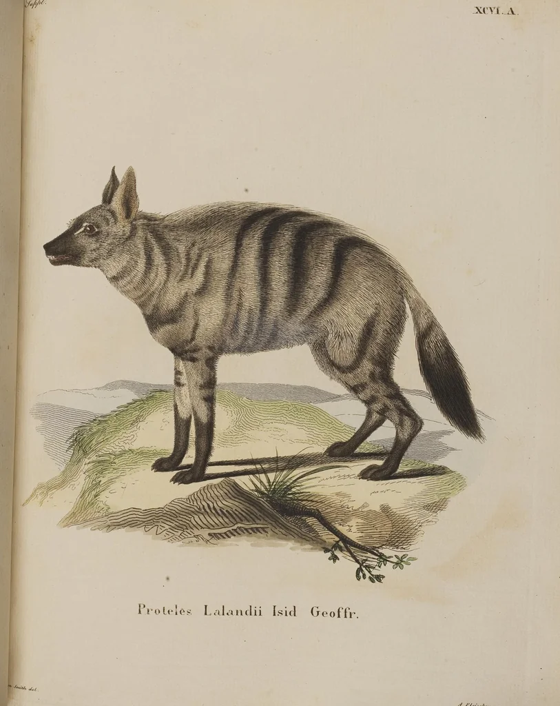 An illustration from (Tafelband 1): Theil 1 - 3 und Supplement 1 u. 2: Taf. I - CLXV, 1775, leaf 209