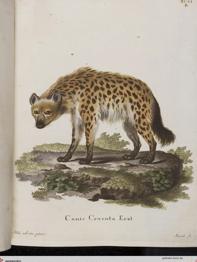 An illustration from (Tafelband 1): Theil 1 - 3 und Supplement 1 u. 2: Taf. I - CLXV, 1775, leaf 210