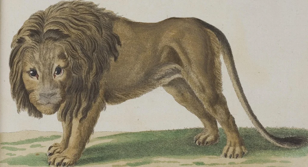 An illustration from (Tafelband 1): Theil 1 - 3 und Supplement 1 u. 2: Taf. I - CLXV, 1775, leaf 211