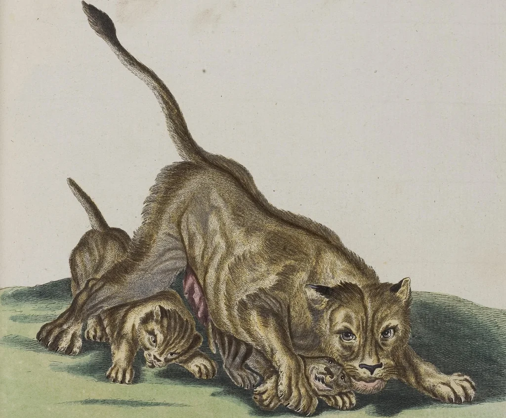 An illustration from (Tafelband 1): Theil 1 - 3 und Supplement 1 u. 2: Taf. I - CLXV, 1775, leaf 212