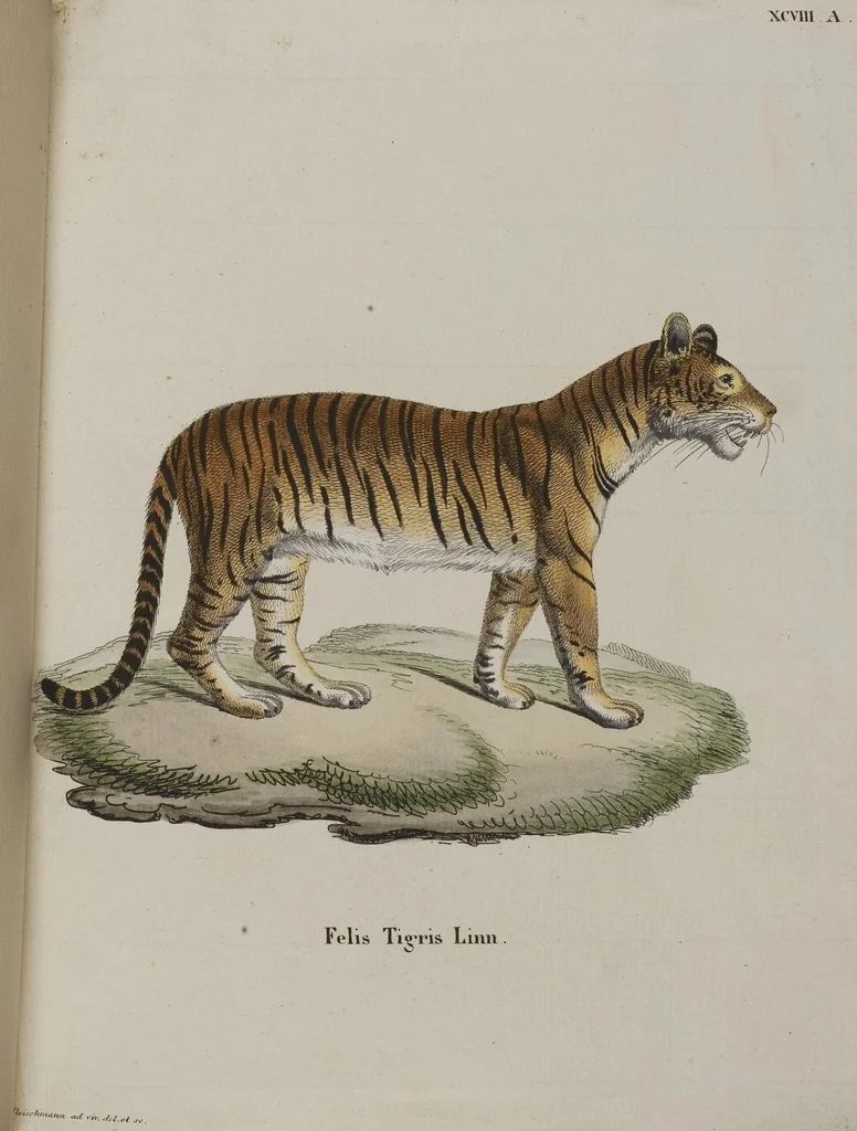 An illustration from (Tafelband 1): Theil 1 - 3 und Supplement 1 u. 2: Taf. I - CLXV, 1775, leaf 215
