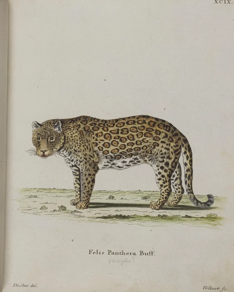 An illustration from (Tafelband 1): Theil 1 - 3 und Supplement 1 u. 2: Taf. I - CLXV, 1775, leaf 216