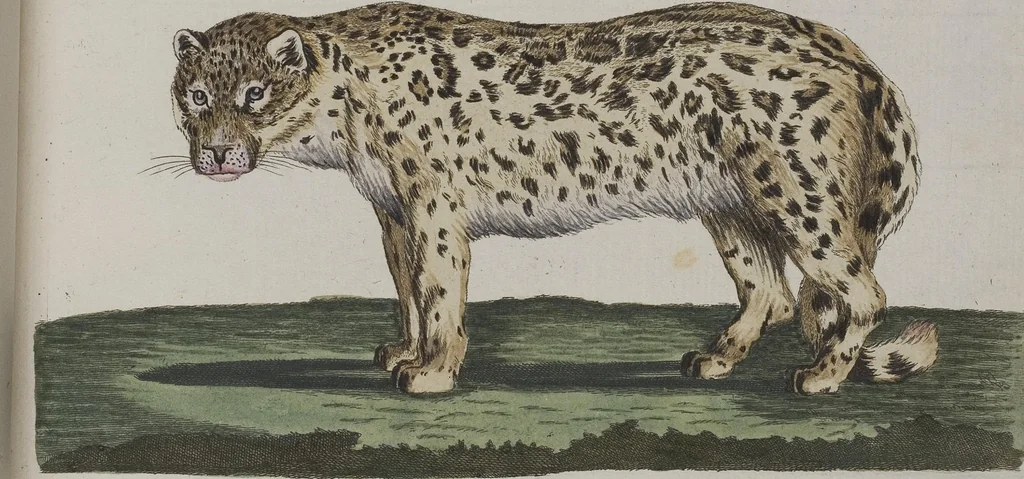 An illustration from (Tafelband 1): Theil 1 - 3 und Supplement 1 u. 2: Taf. I - CLXV, 1775, leaf 217