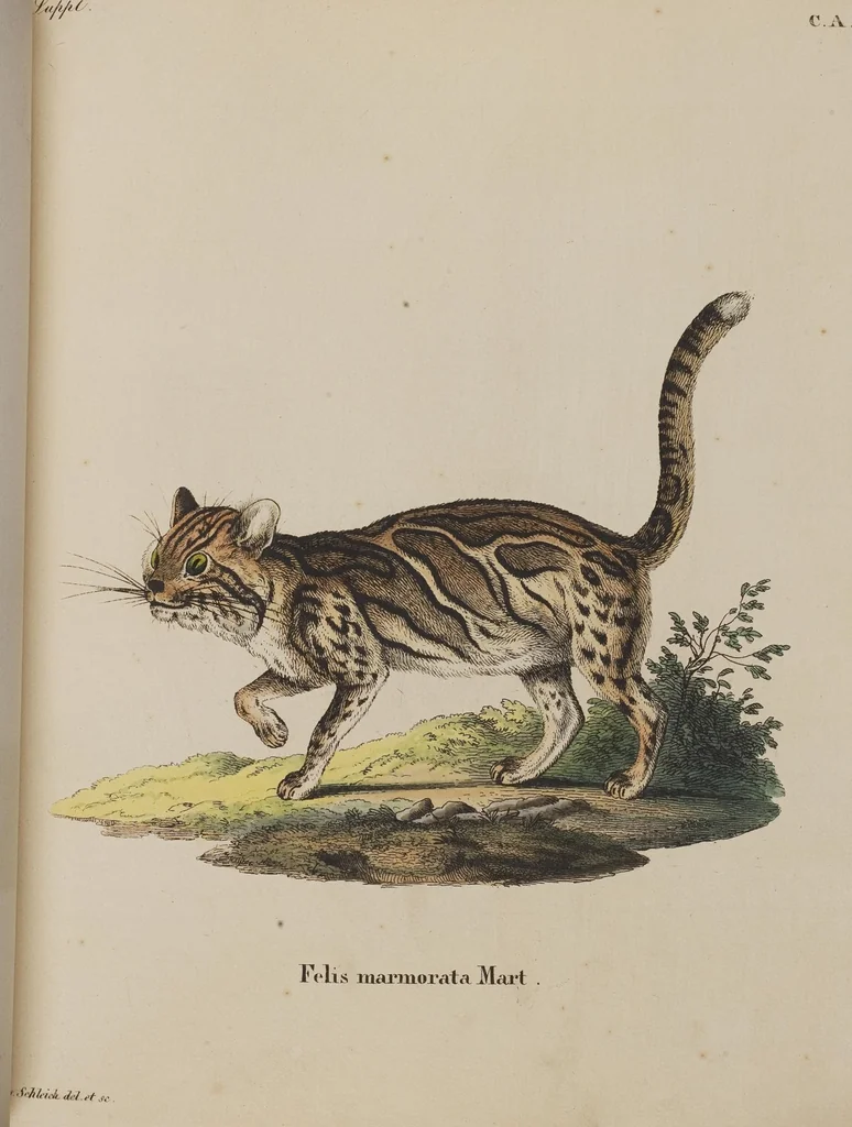 An illustration from (Tafelband 1): Theil 1 - 3 und Supplement 1 u. 2: Taf. I - CLXV, 1775, leaf 218
