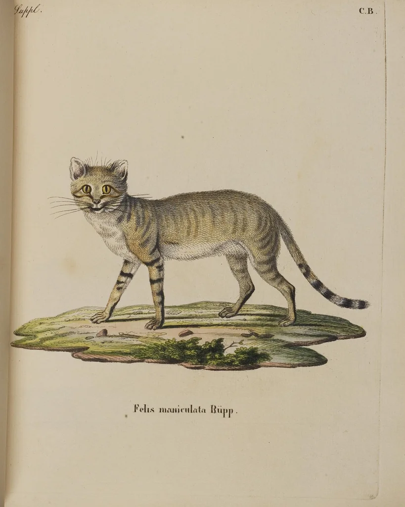 An illustration from (Tafelband 1): Theil 1 - 3 und Supplement 1 u. 2: Taf. I - CLXV, 1775, leaf 219