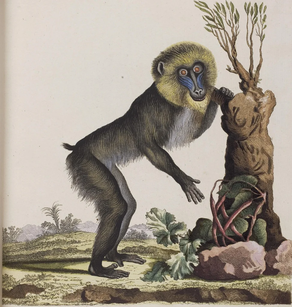 An illustration from (Tafelband 1): Theil 1 - 3 und Supplement 1 u. 2: Taf. I - CLXV, 1775, leaf 22