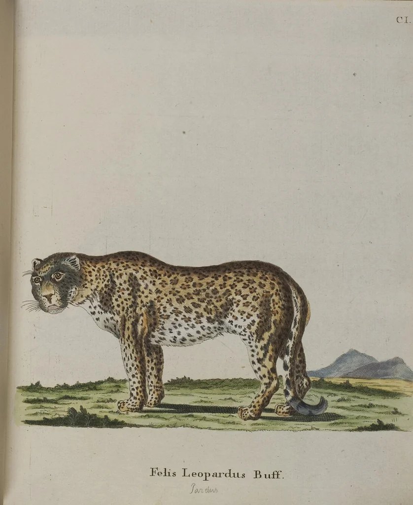 An illustration from (Tafelband 1): Theil 1 - 3 und Supplement 1 u. 2: Taf. I - CLXV, 1775, leaf 220
