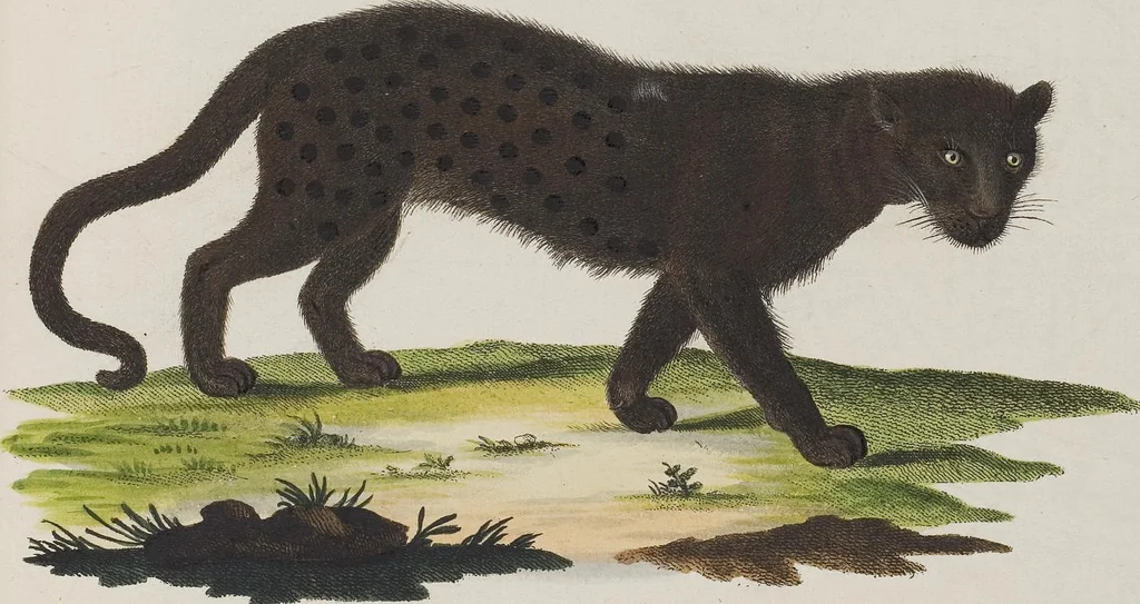 An illustration from (Tafelband 1): Theil 1 - 3 und Supplement 1 u. 2: Taf. I - CLXV, 1775, leaf 221