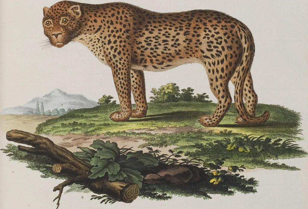 An illustration from (Tafelband 1): Theil 1 - 3 und Supplement 1 u. 2: Taf. I - CLXV, 1775, leaf 222