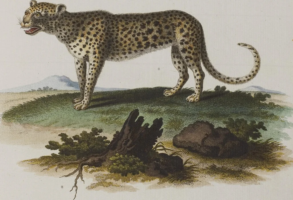 An illustration from (Tafelband 1): Theil 1 - 3 und Supplement 1 u. 2: Taf. I - CLXV, 1775, leaf 223