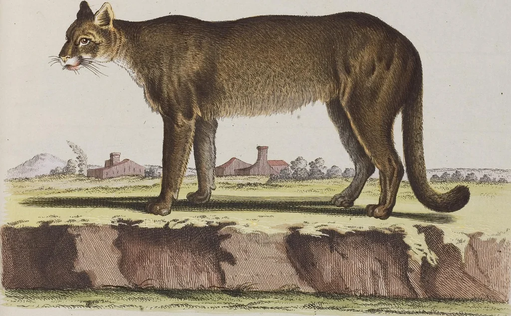 An illustration from (Tafelband 1): Theil 1 - 3 und Supplement 1 u. 2: Taf. I - CLXV, 1775, leaf 228