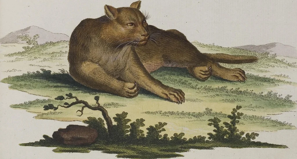 An illustration from (Tafelband 1): Theil 1 - 3 und Supplement 1 u. 2: Taf. I - CLXV, 1775, leaf 229