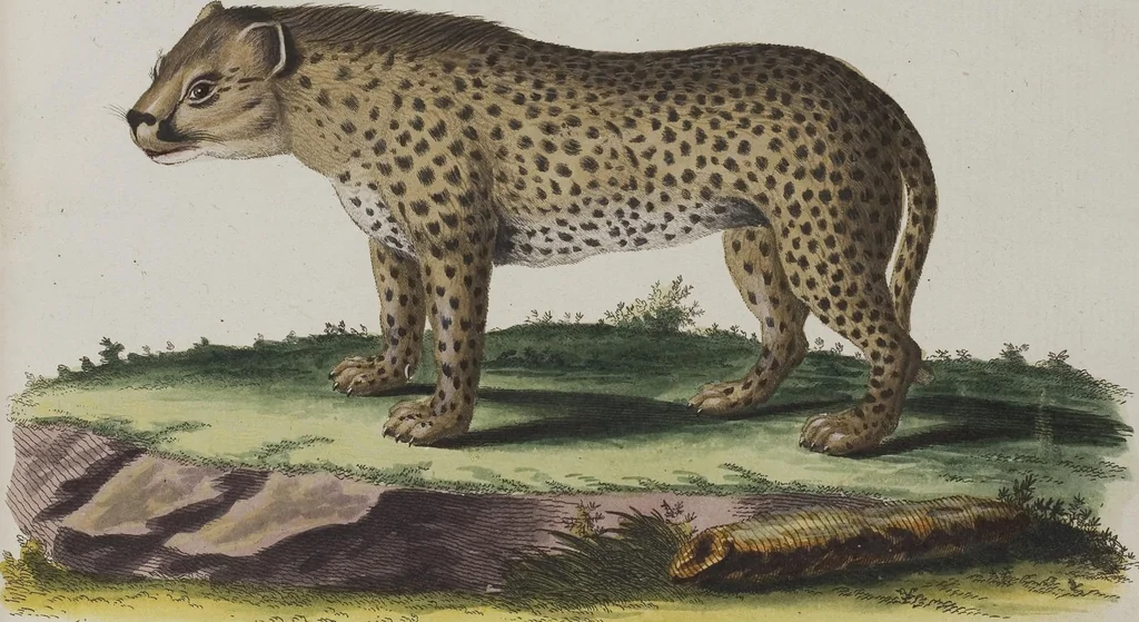 An illustration from (Tafelband 1): Theil 1 - 3 und Supplement 1 u. 2: Taf. I - CLXV, 1775, leaf 230