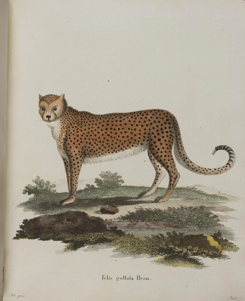 An illustration from (Tafelband 1): Theil 1 - 3 und Supplement 1 u. 2: Taf. I - CLXV, 1775, leaf 232