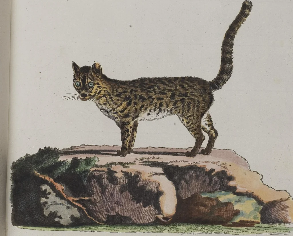 An illustration from (Tafelband 1): Theil 1 - 3 und Supplement 1 u. 2: Taf. I - CLXV, 1775, leaf 233