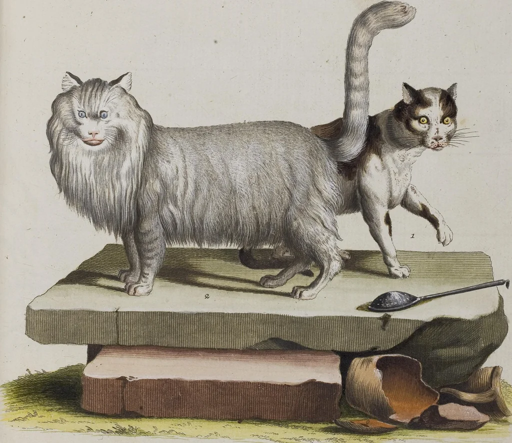 An illustration from (Tafelband 1): Theil 1 - 3 und Supplement 1 u. 2: Taf. I - CLXV, 1775, leaf 236