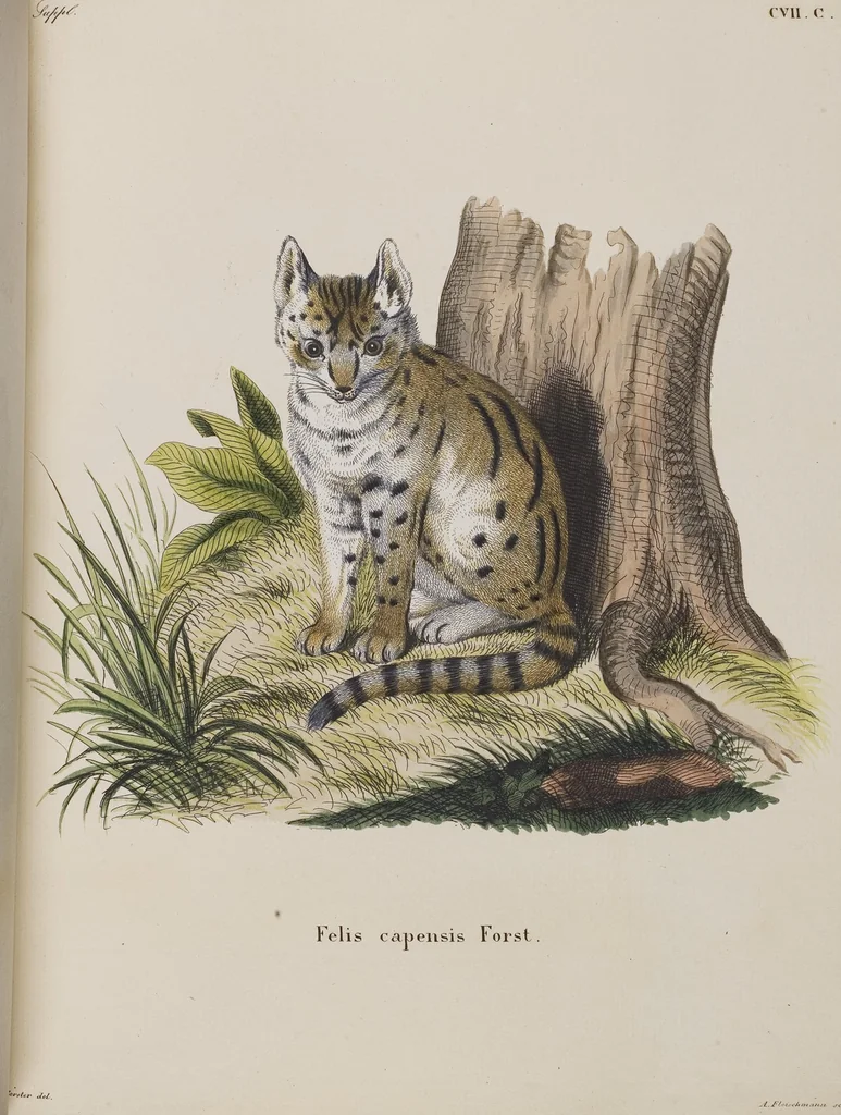 An illustration from (Tafelband 1): Theil 1 - 3 und Supplement 1 u. 2: Taf. I - CLXV, 1775, leaf 237