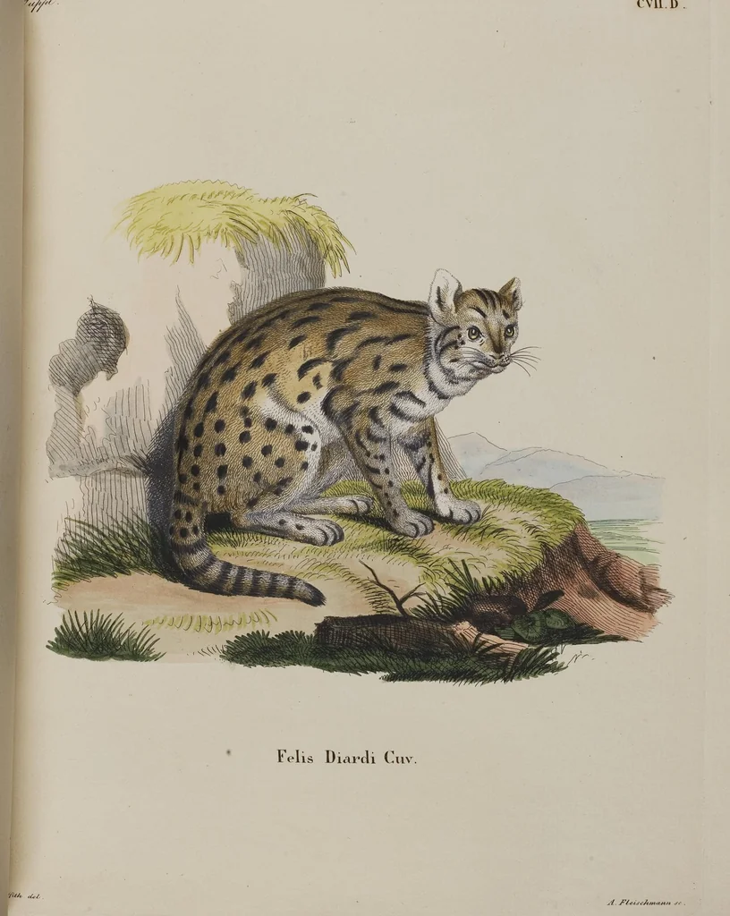 An illustration from (Tafelband 1): Theil 1 - 3 und Supplement 1 u. 2: Taf. I - CLXV, 1775, leaf 238