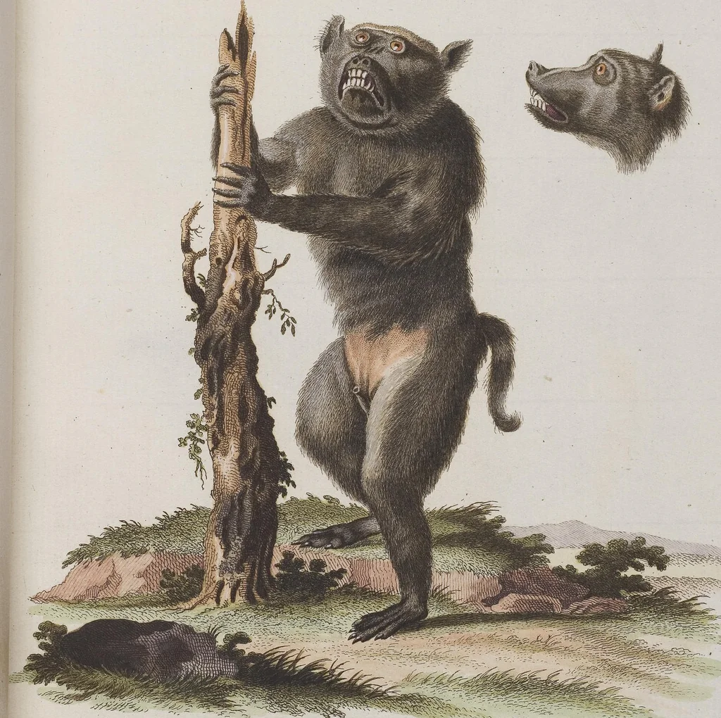 An illustration from (Tafelband 1): Theil 1 - 3 und Supplement 1 u. 2: Taf. I - CLXV, 1775, leaf 24