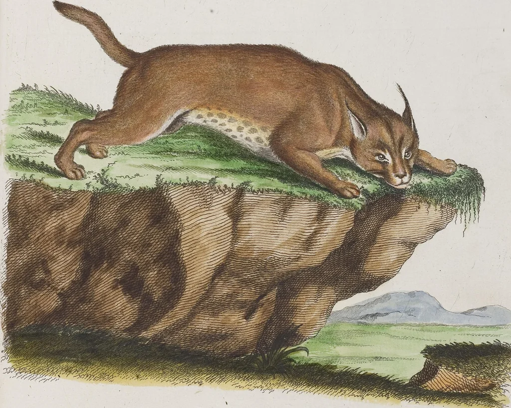 An illustration from (Tafelband 1): Theil 1 - 3 und Supplement 1 u. 2: Taf. I - CLXV, 1775, leaf 242