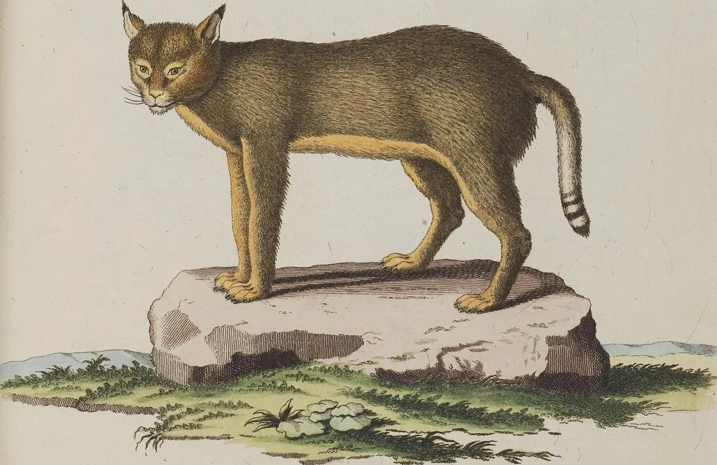 An illustration from (Tafelband 1): Theil 1 - 3 und Supplement 1 u. 2: Taf. I - CLXV, 1775, leaf 243
