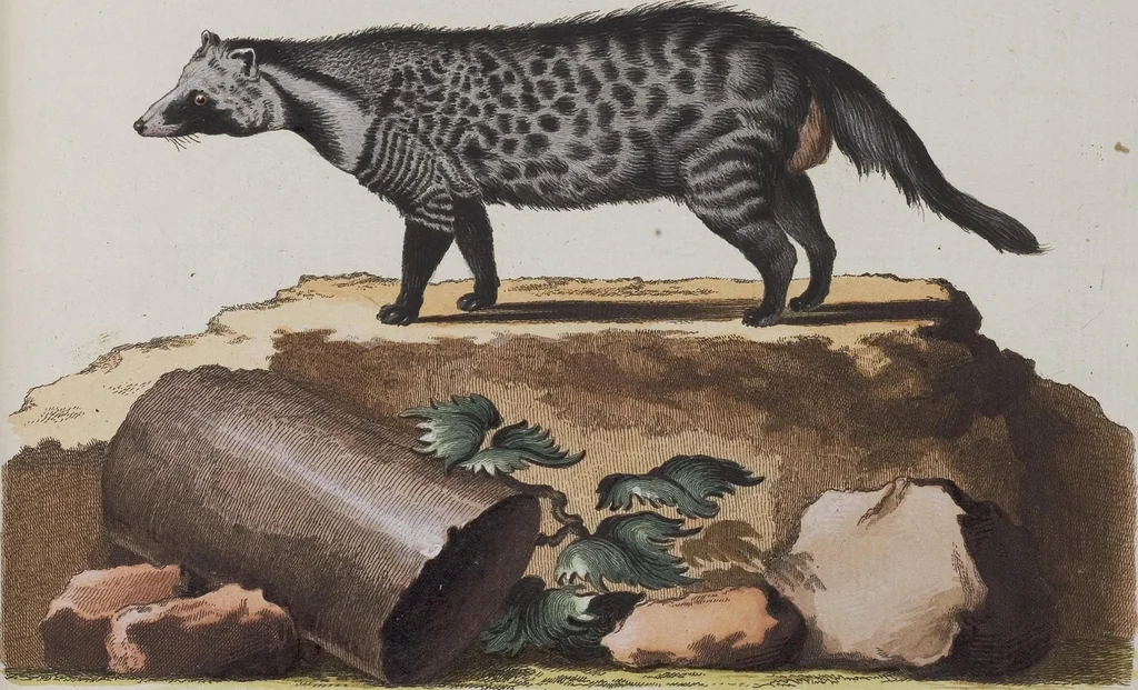 An illustration from (Tafelband 1): Theil 1 - 3 und Supplement 1 u. 2: Taf. I - CLXV, 1775, leaf 245