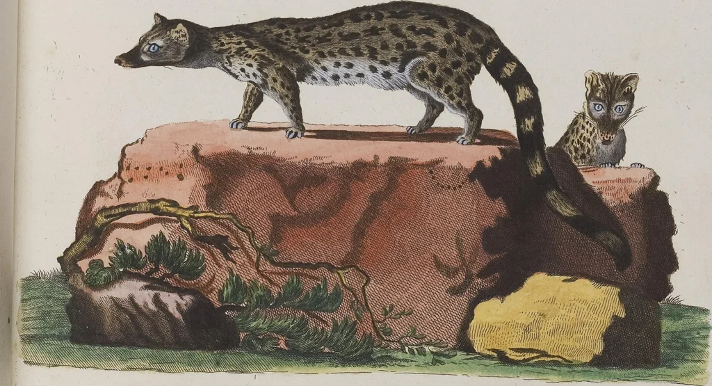 An illustration from (Tafelband 1): Theil 1 - 3 und Supplement 1 u. 2: Taf. I - CLXV, 1775, leaf 248