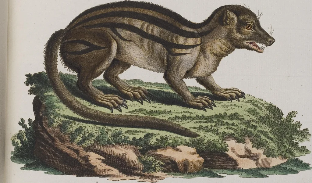 An illustration from (Tafelband 1): Theil 1 - 3 und Supplement 1 u. 2: Taf. I - CLXV, 1775, leaf 251