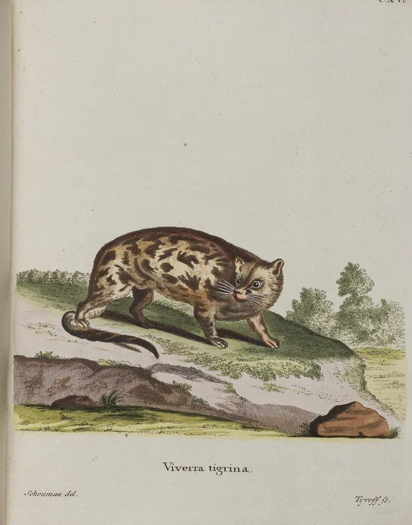 An illustration from (Tafelband 1): Theil 1 - 3 und Supplement 1 u. 2: Taf. I - CLXV, 1775, leaf 252