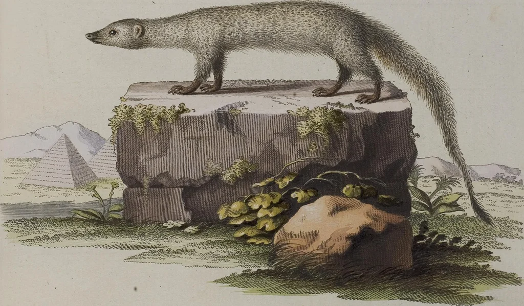 An illustration from (Tafelband 1): Theil 1 - 3 und Supplement 1 u. 2: Taf. I - CLXV, 1775, leaf 253