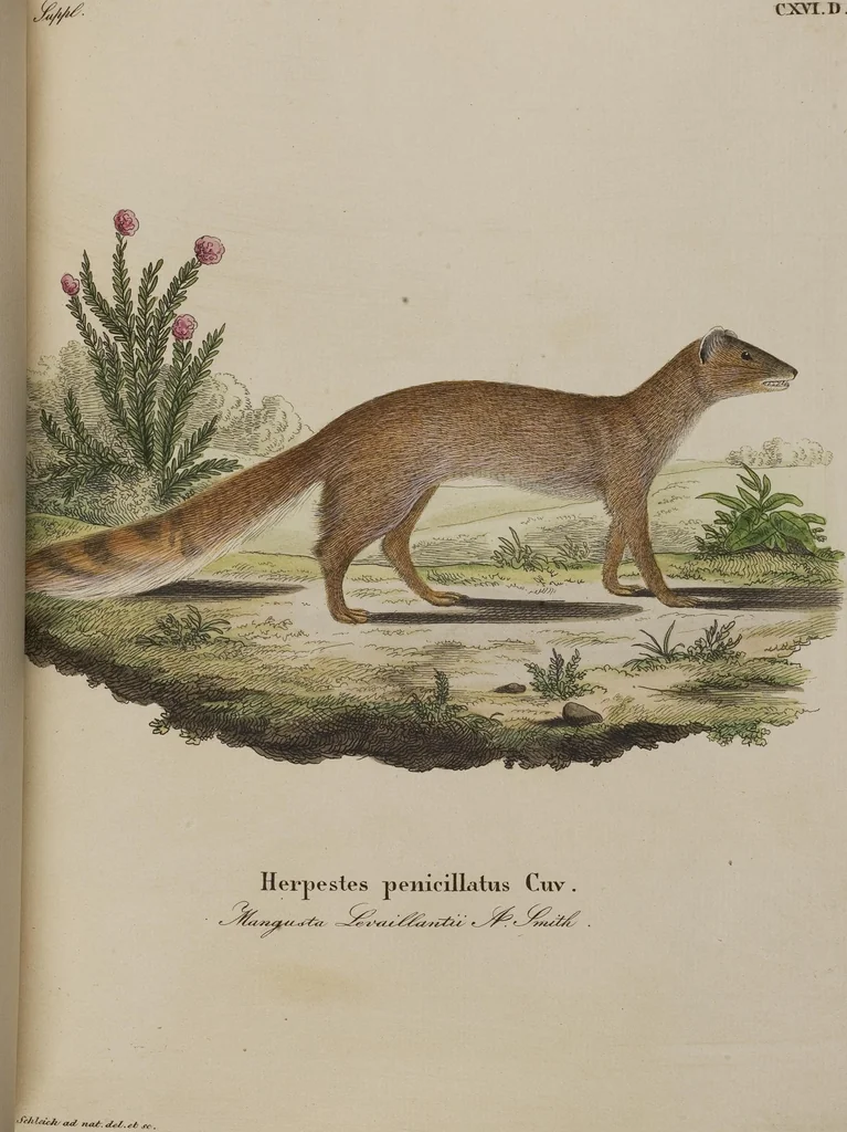 An illustration from (Tafelband 1): Theil 1 - 3 und Supplement 1 u. 2: Taf. I - CLXV, 1775, leaf 258