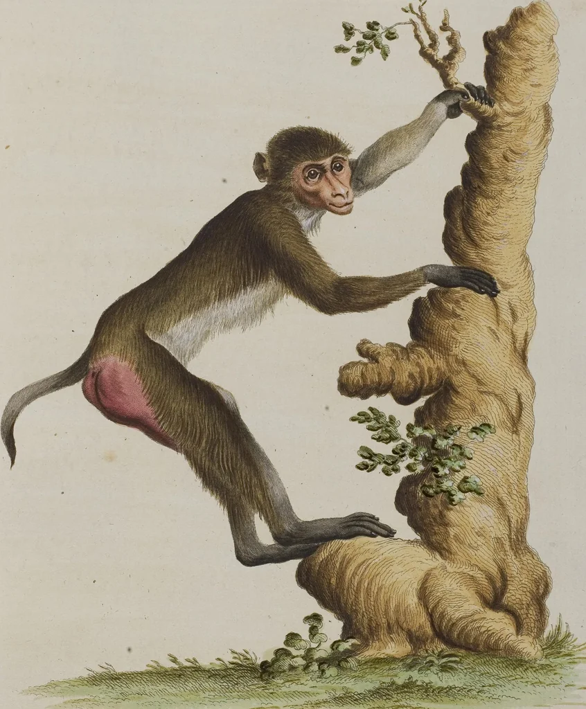 An illustration from (Tafelband 1): Theil 1 - 3 und Supplement 1 u. 2: Taf. I - CLXV, 1775, leaf 26