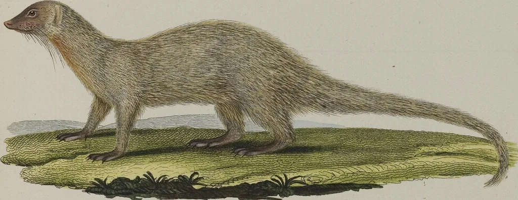 An illustration from (Tafelband 1): Theil 1 - 3 und Supplement 1 u. 2: Taf. I - CLXV, 1775, leaf 262