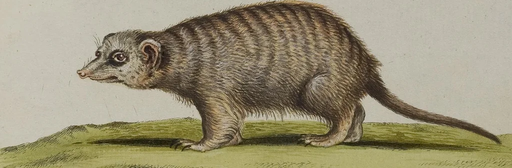 An illustration from (Tafelband 1): Theil 1 - 3 und Supplement 1 u. 2: Taf. I - CLXV, 1775, leaf 263