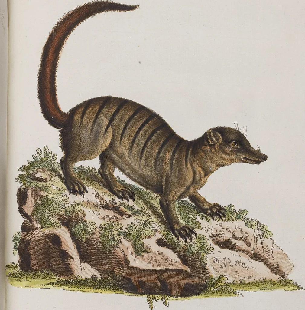 An illustration from (Tafelband 1): Theil 1 - 3 und Supplement 1 u. 2: Taf. I - CLXV, 1775, leaf 264