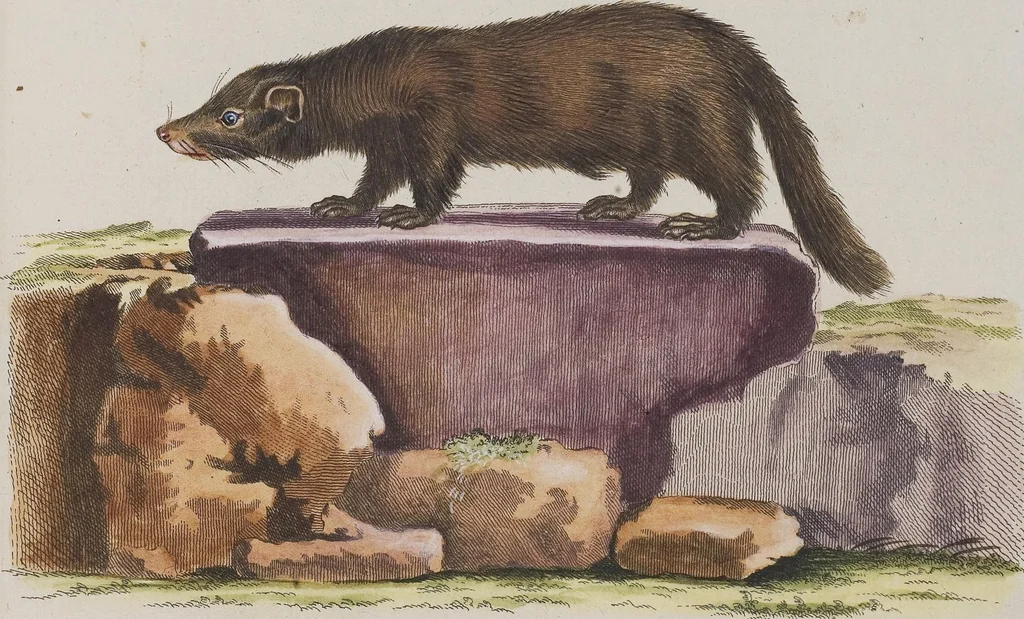 An illustration from (Tafelband 1): Theil 1 - 3 und Supplement 1 u. 2: Taf. I - CLXV, 1775, leaf 267
