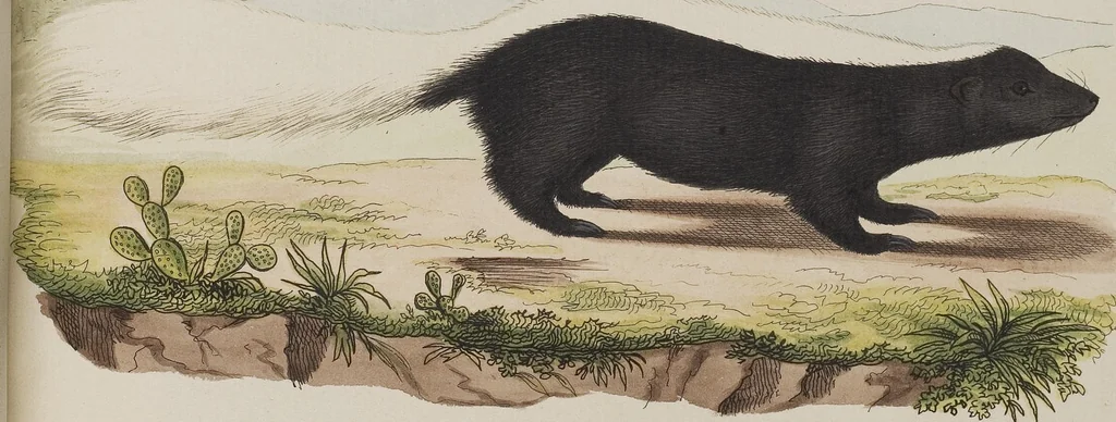 An illustration from (Tafelband 1): Theil 1 - 3 und Supplement 1 u. 2: Taf. I - CLXV, 1775, leaf 269