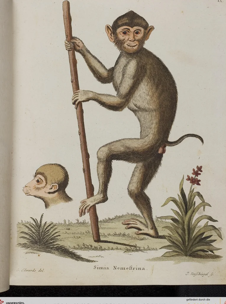 An illustration from (Tafelband 1): Theil 1 - 3 und Supplement 1 u. 2: Taf. I - CLXV, 1775, leaf 27