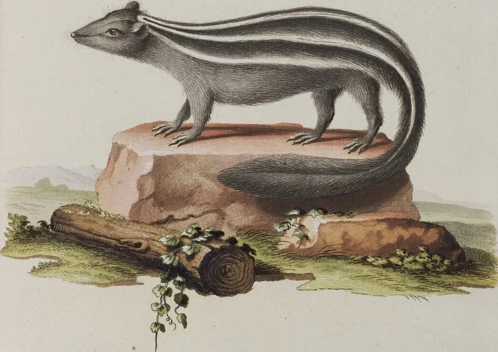 An illustration from (Tafelband 1): Theil 1 - 3 und Supplement 1 u. 2: Taf. I - CLXV, 1775, leaf 271