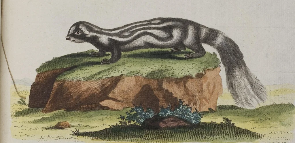 An illustration from (Tafelband 1): Theil 1 - 3 und Supplement 1 u. 2: Taf. I - CLXV, 1775, leaf 272