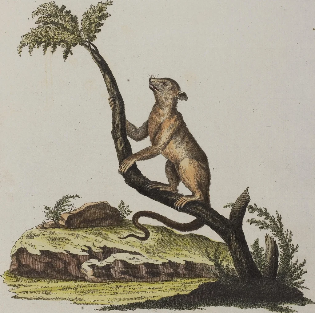 An illustration from (Tafelband 1): Theil 1 - 3 und Supplement 1 u. 2: Taf. I - CLXV, 1775, leaf 275