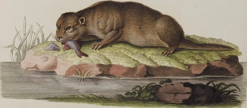 An illustration from (Tafelband 1): Theil 1 - 3 und Supplement 1 u. 2: Taf. I - CLXV, 1775, leaf 279