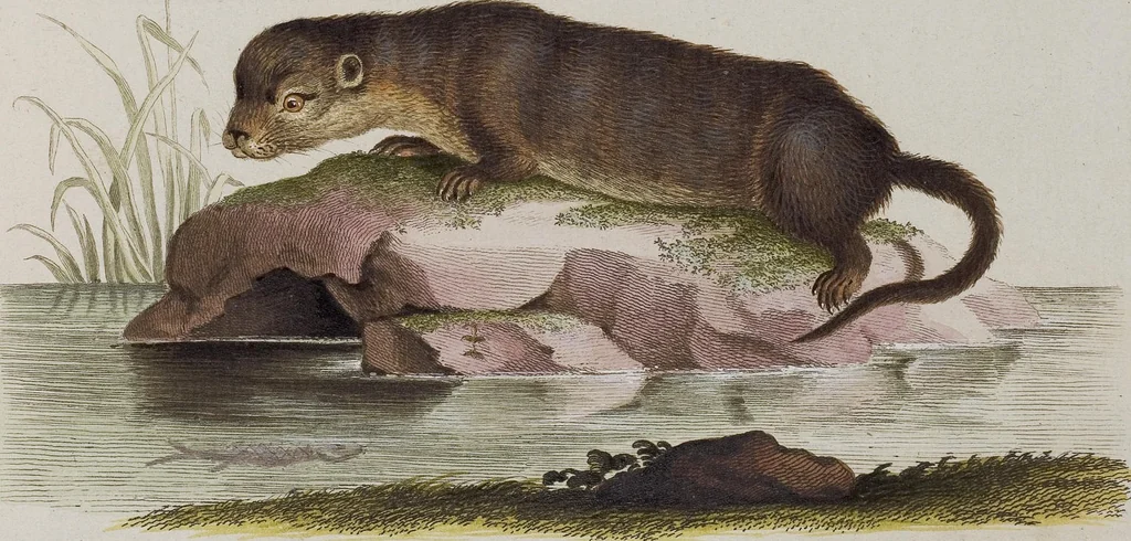 An illustration from (Tafelband 1): Theil 1 - 3 und Supplement 1 u. 2: Taf. I - CLXV, 1775, leaf 280