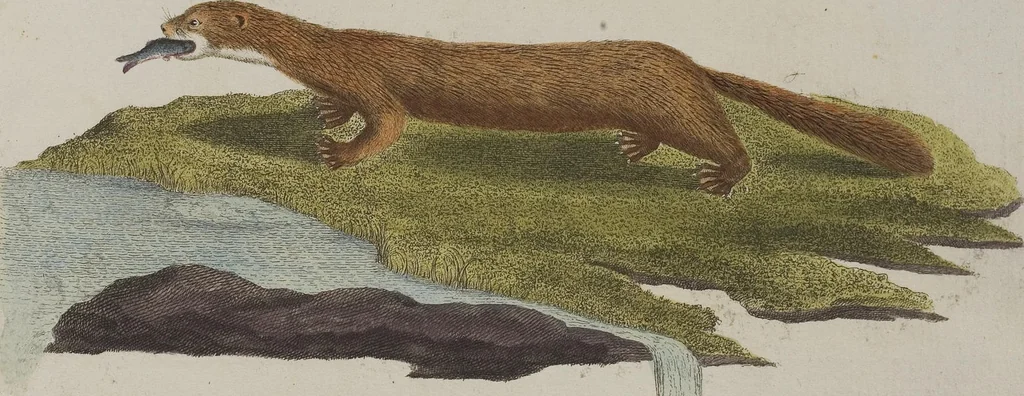 An illustration from (Tafelband 1): Theil 1 - 3 und Supplement 1 u. 2: Taf. I - CLXV, 1775, leaf 281