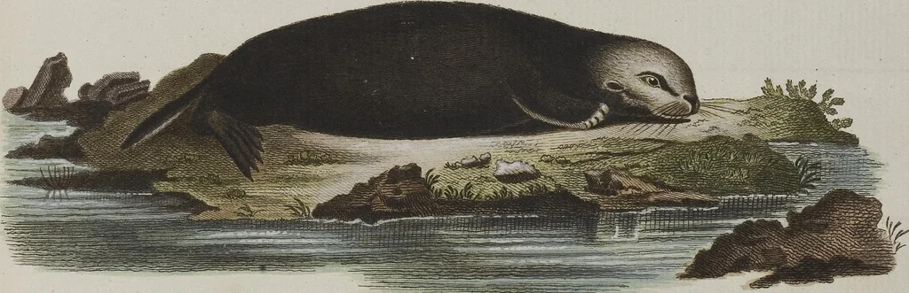 An illustration from (Tafelband 1): Theil 1 - 3 und Supplement 1 u. 2: Taf. I - CLXV, 1775, leaf 284