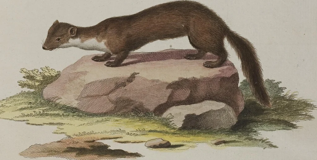 An illustration from (Tafelband 1): Theil 1 - 3 und Supplement 1 u. 2: Taf. I - CLXV, 1775, leaf 285