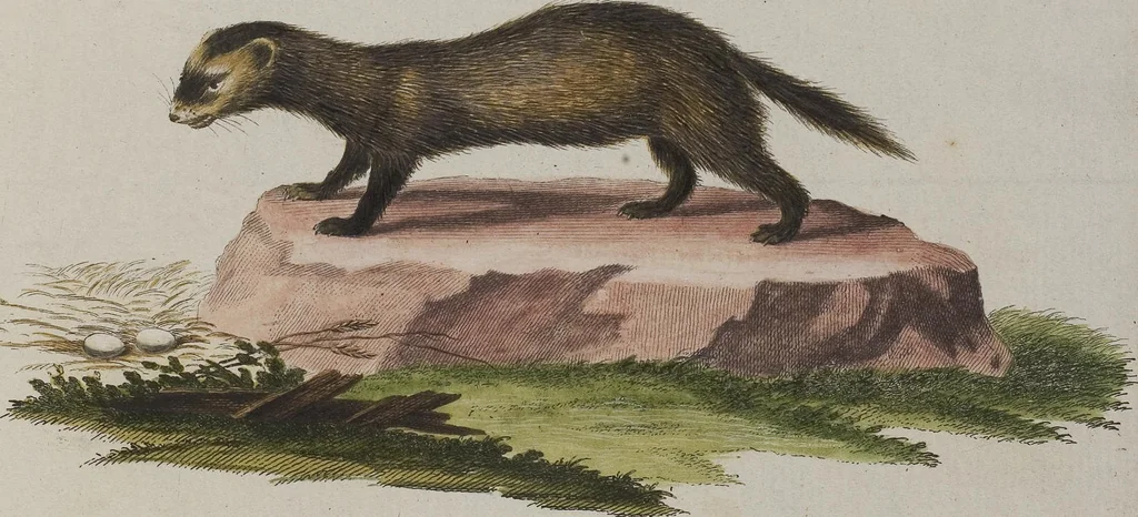 An illustration from (Tafelband 1): Theil 1 - 3 und Supplement 1 u. 2: Taf. I - CLXV, 1775, leaf 287