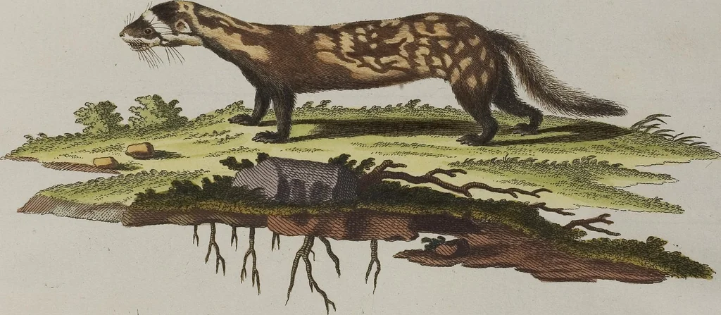 An illustration from (Tafelband 1): Theil 1 - 3 und Supplement 1 u. 2: Taf. I - CLXV, 1775, leaf 288